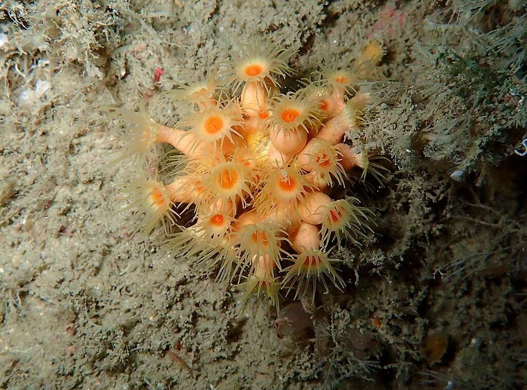 Image of Yellow encrusting anemone