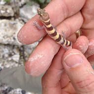 Image of Texas Banded Gecko