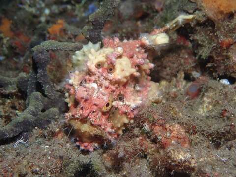 Image of Wartskin anglerfish