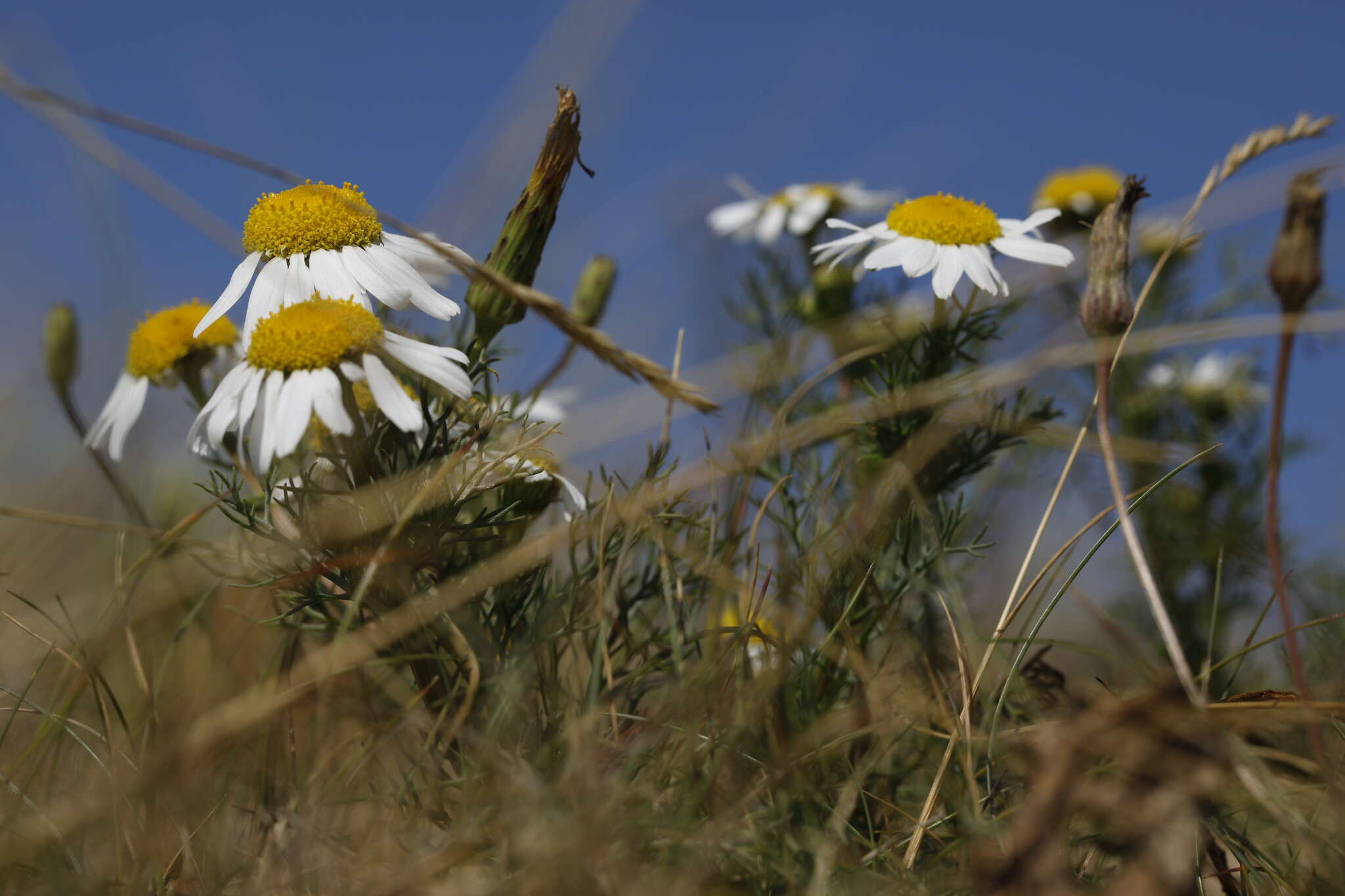 صورة Tripleurospermum maritimum (L.) Koch