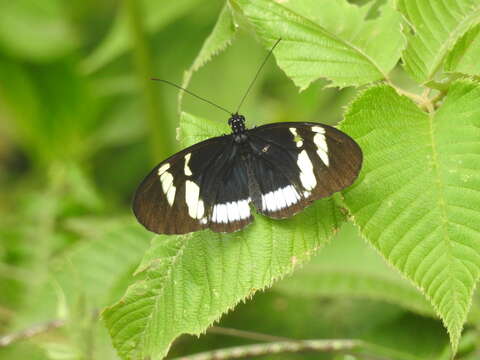 Image of Heliconius cydno cydnides Staudinger (1885)