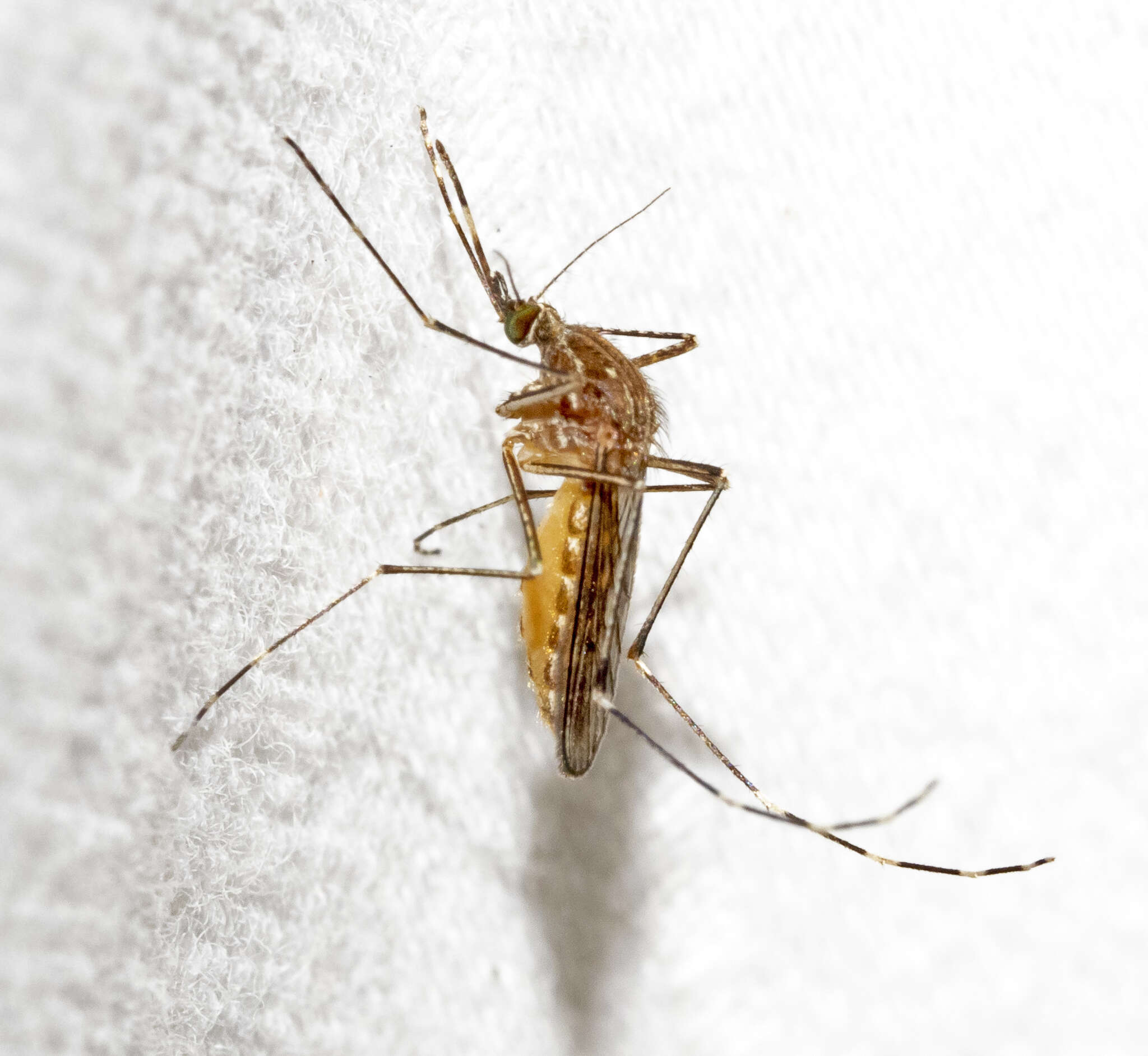 Image of Western Encephalitis Mosquito