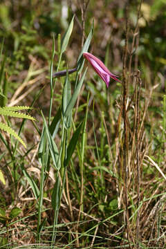 Imagem de Cleistes rosea Lindl.