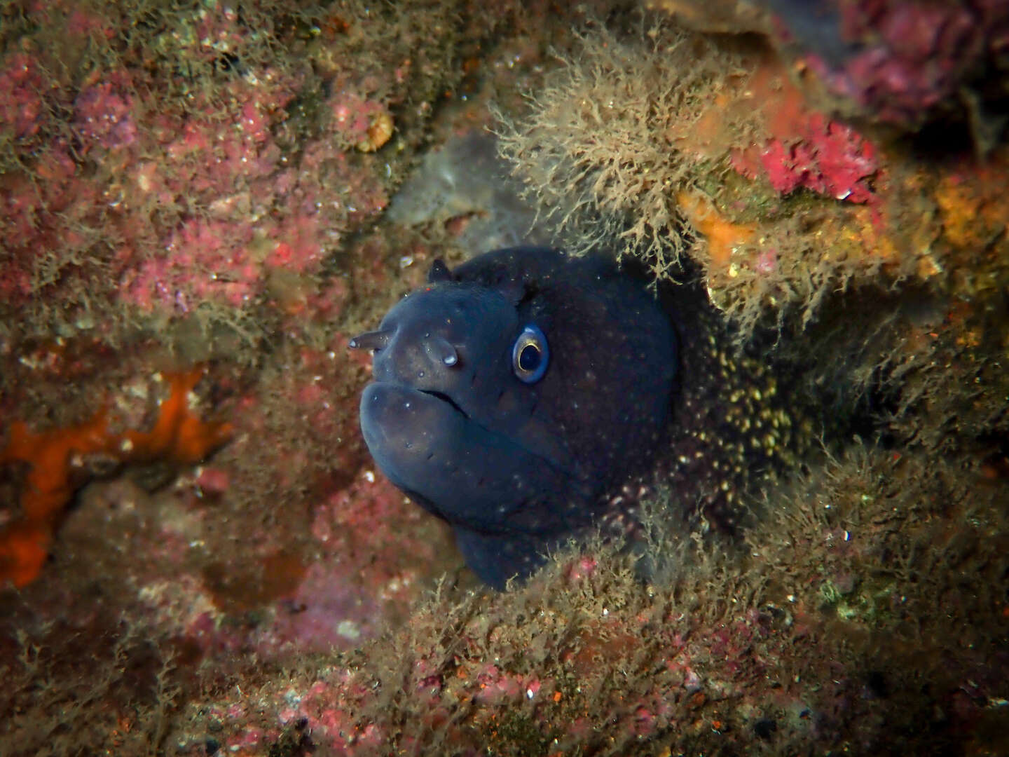 Image of moray, murry