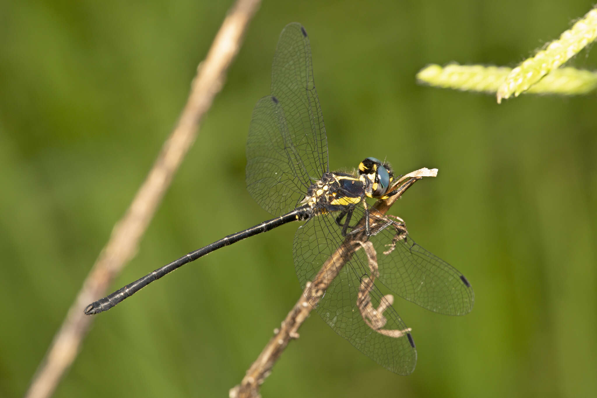 Image of Eusynthemis rentziana Theischinger 1998