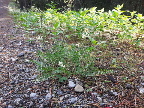 Image of field locoweed