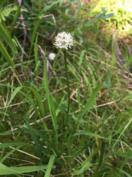 Image of sticky tofieldia