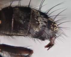 Image of Tachinid fly