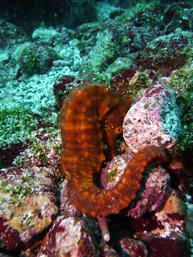 Image of Giant Seahorse