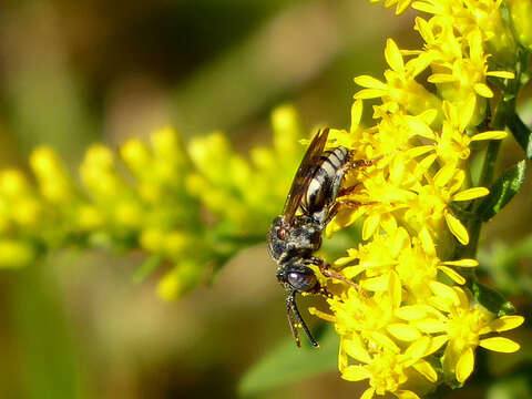 Слика од Epeolus autumnalis Robertson 1902