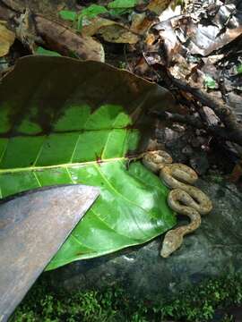 Image of Paulson's Bevel-nosed Boa