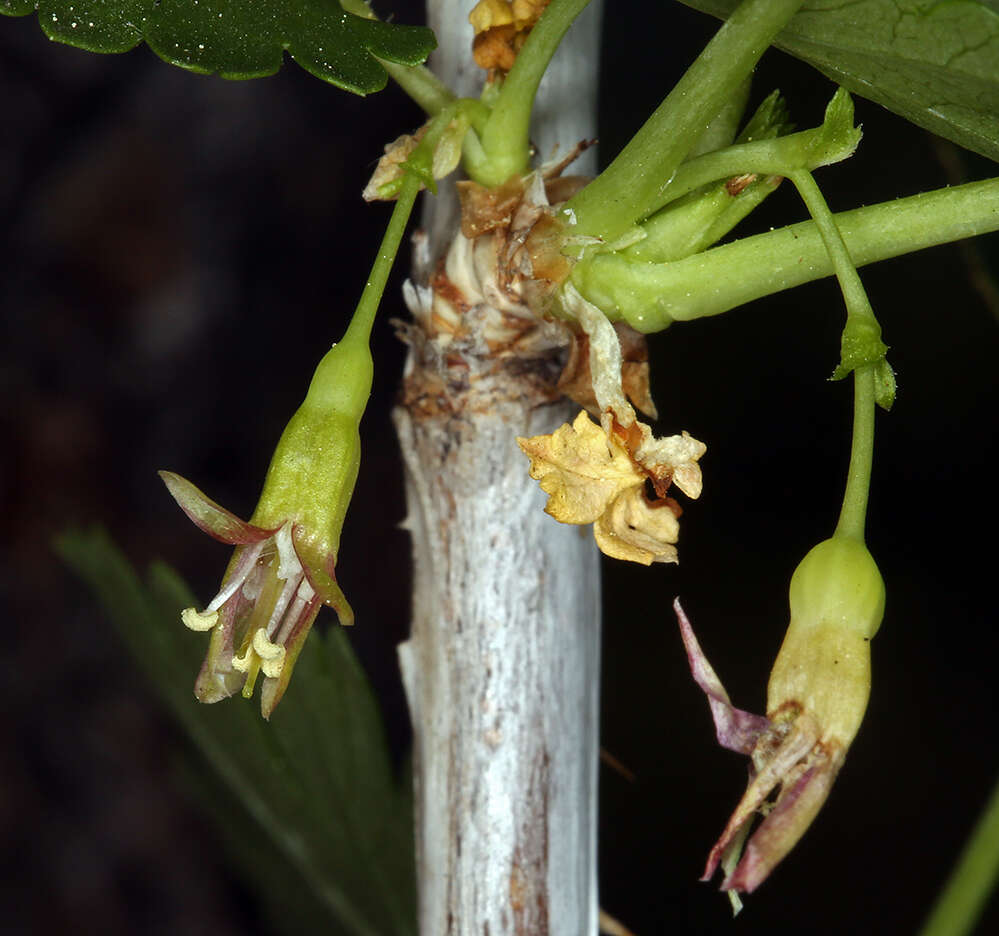 Image of Ribes inerme var. inerme