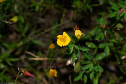 Image de Tridax balbisioides (Kunth) A. Gray