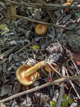 Image of Pholiota spumosa (Fr.) Singer 1951