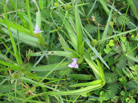 Image of Cyanotis axillaris (L.) D. Don ex Sweet