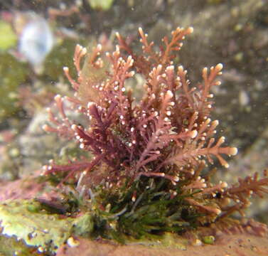 Image of common coral weed