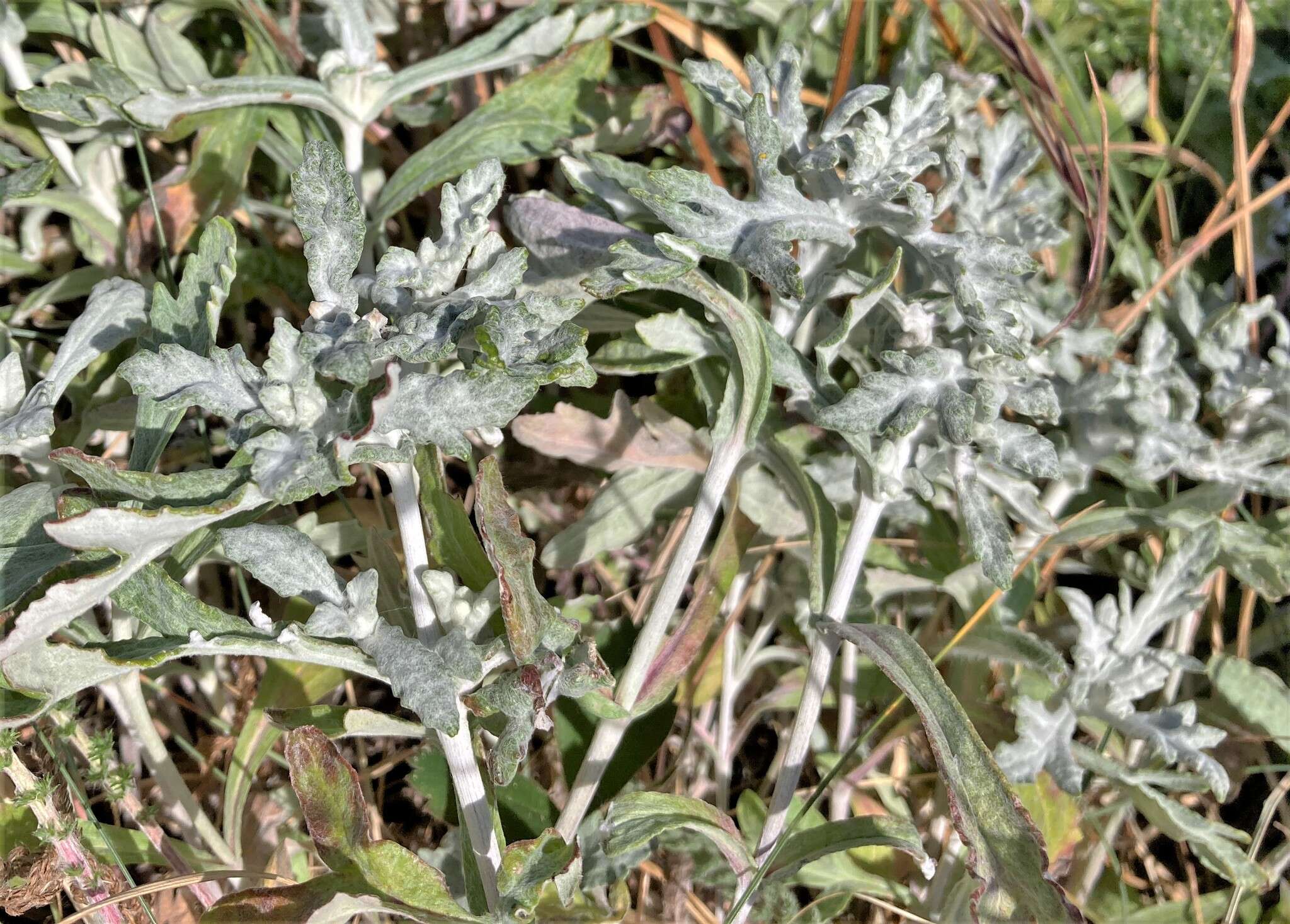 Plancia ëd Eriophyllum lanatum var. leucophyllum (DC.) W. R. Carter