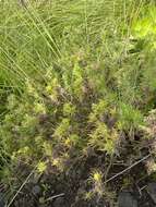 Plantago arborescens Poir. resmi