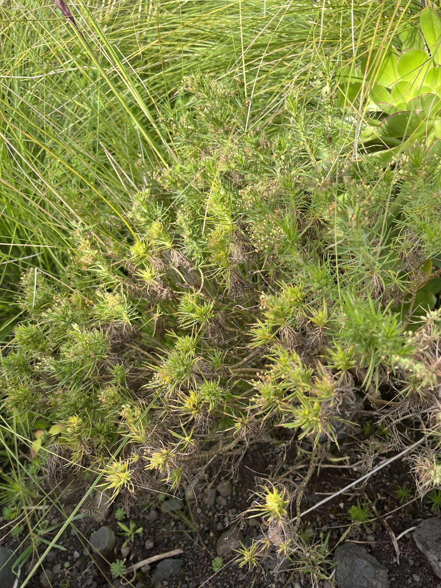 Plantago arborescens Poir. resmi