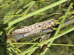 Слика од Melanoplus cameronis Roberts & H. R. 1947