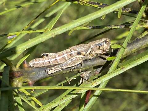 Melanoplus cameronis Roberts & H. R. 1947的圖片