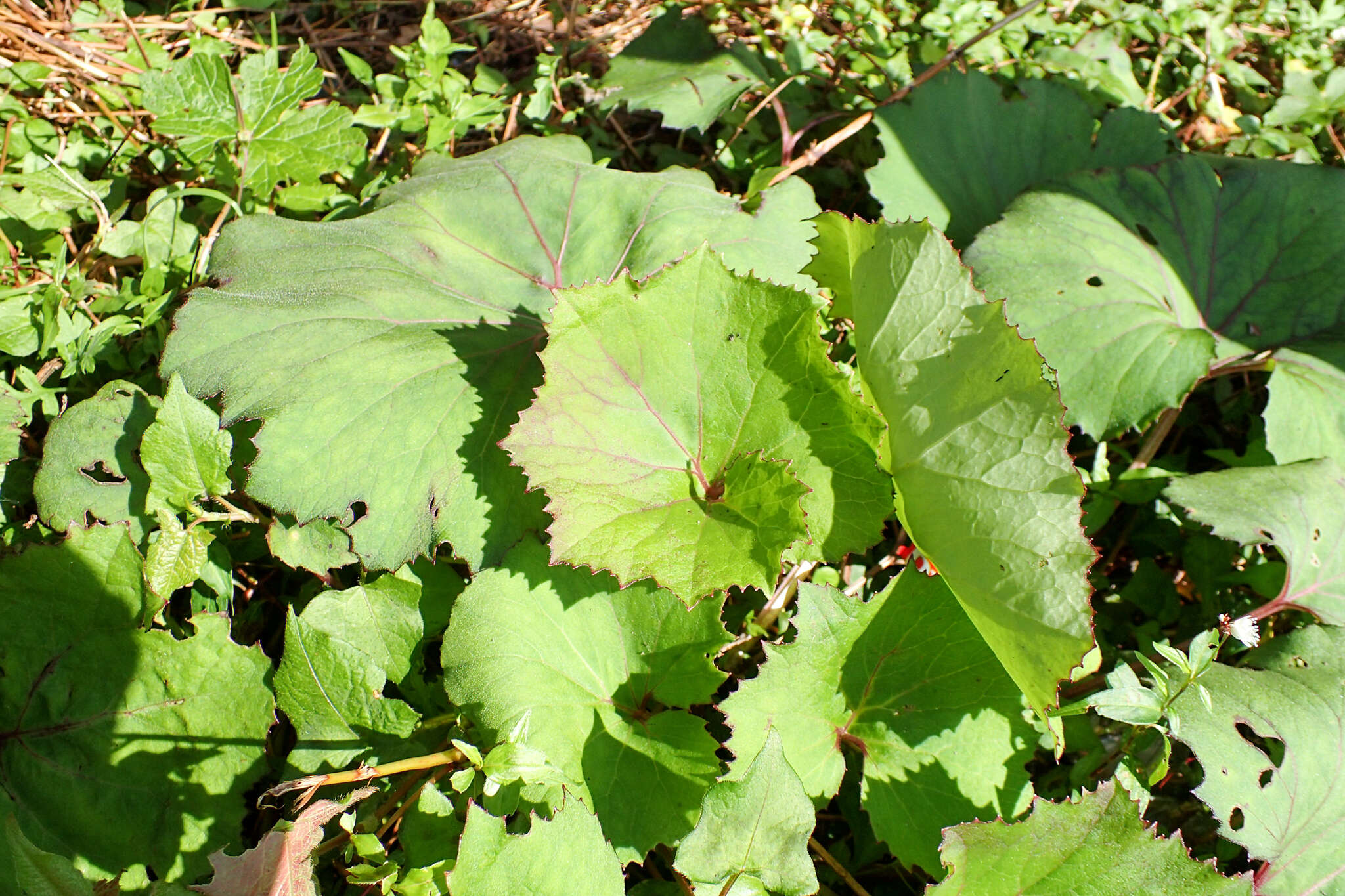 Image of Petasites formosanus Kitam.