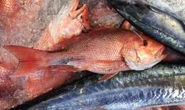 Image of Bream