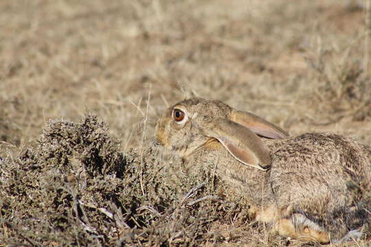 Lepus capensis capensis Linnaeus 1758 resmi