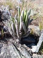 Image of Kalanchoe bitteri