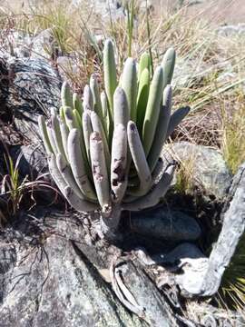 Image of Kalanchoe bitteri