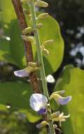 Image of Pueraria tuberosa (Willd.) DC.