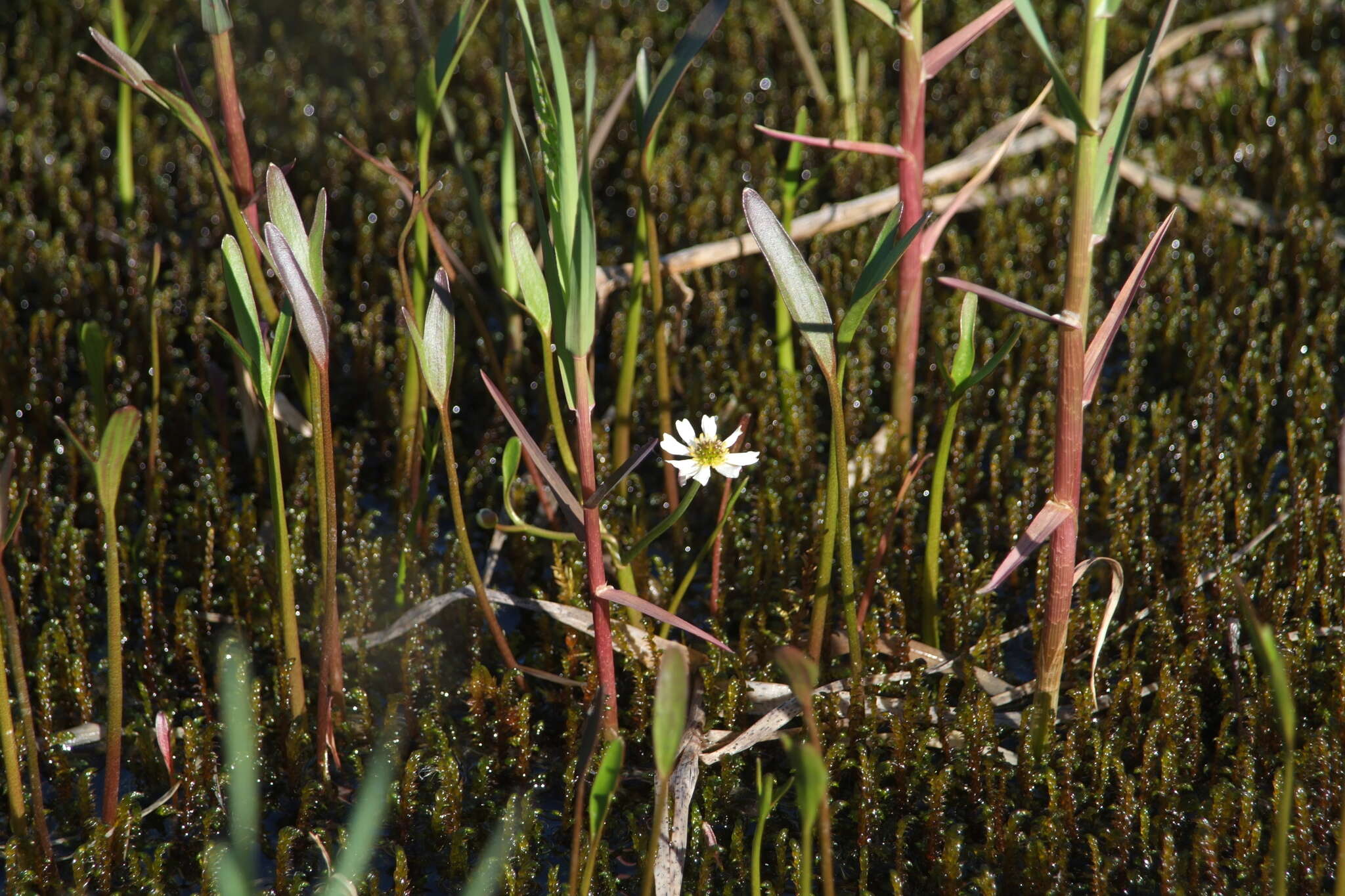 Ranunculus pallasii Schltdl.的圖片