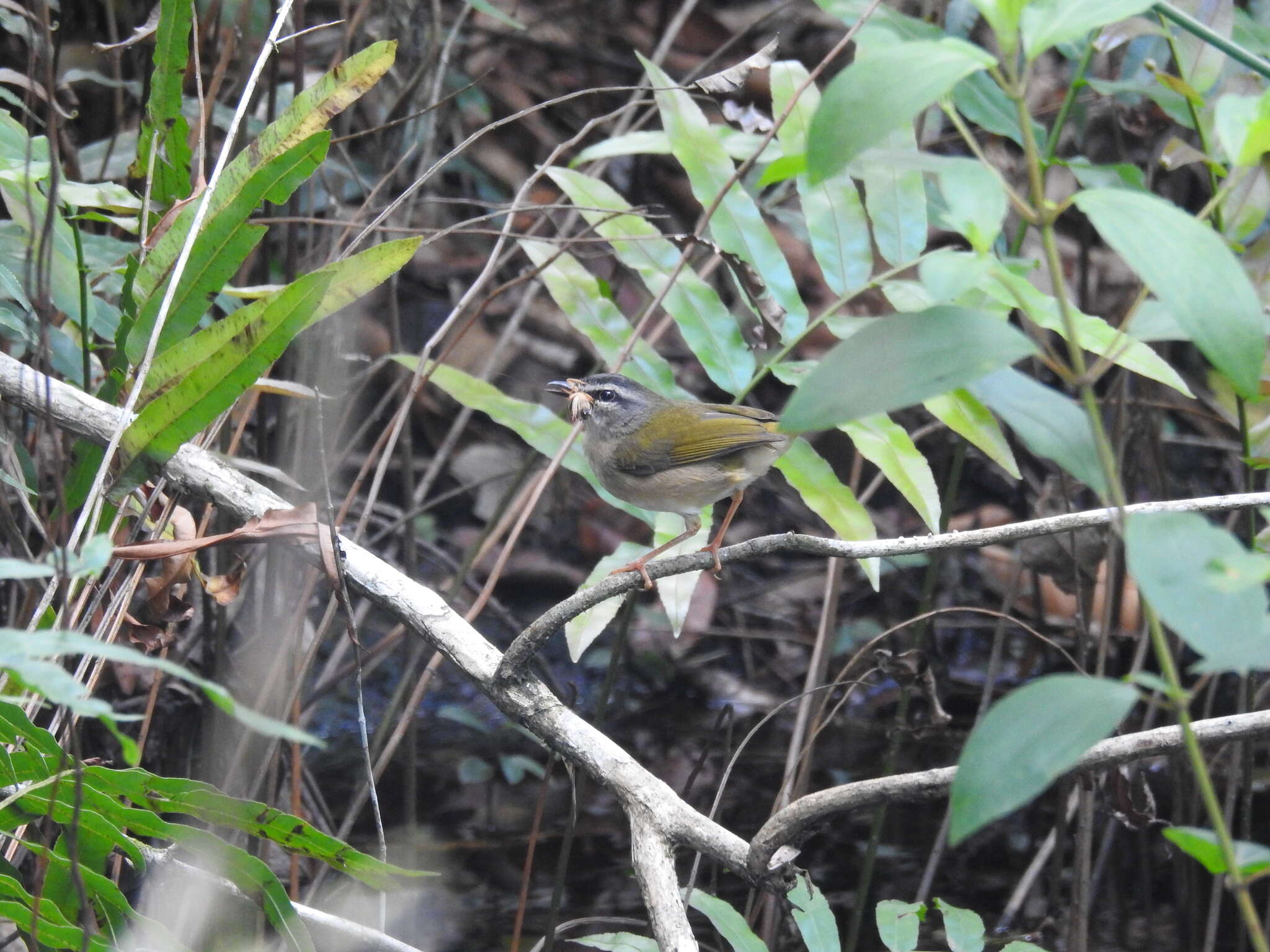 Image of Riverbank Warbler