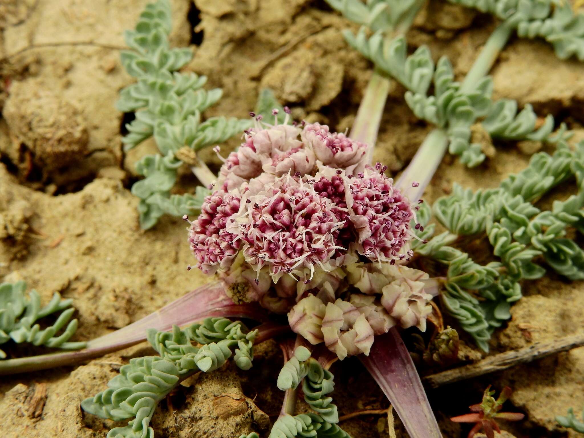 Image of bulbous springparsley