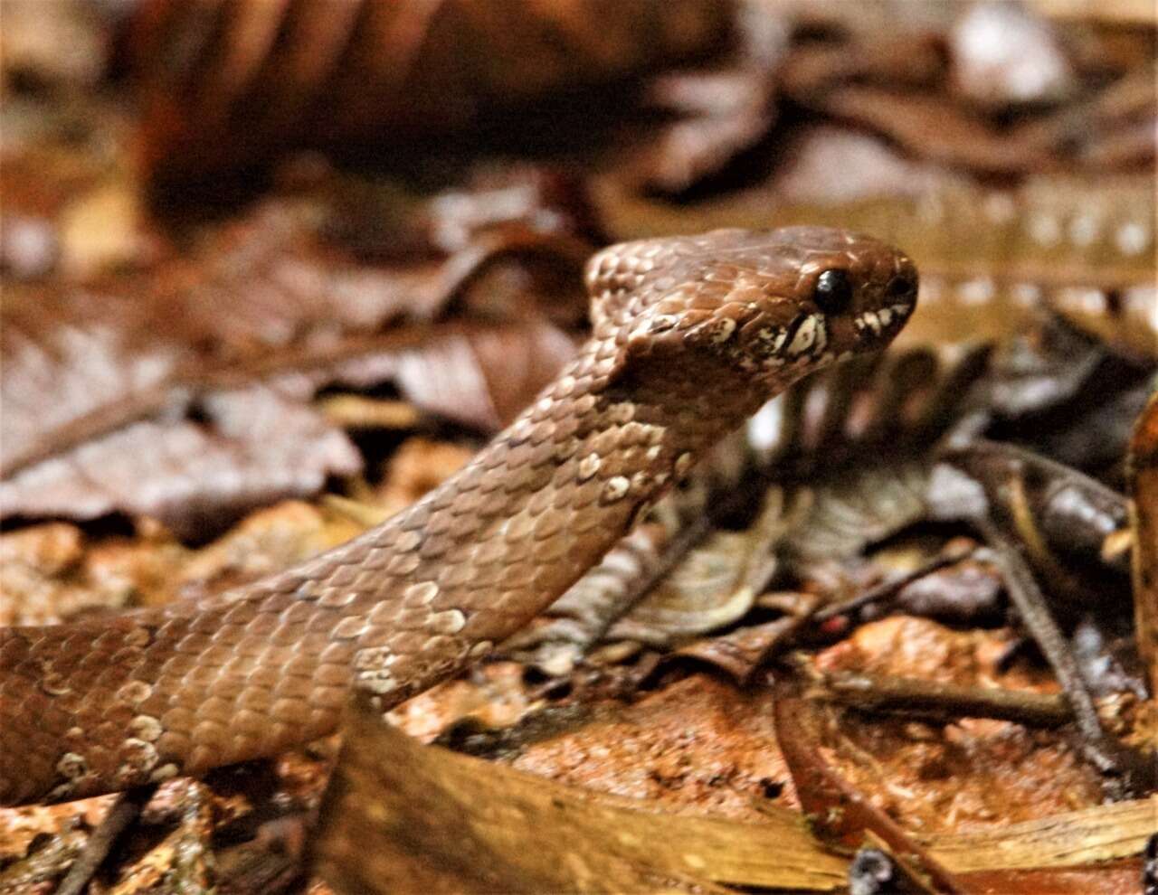 Image of Tropical Snail-eater