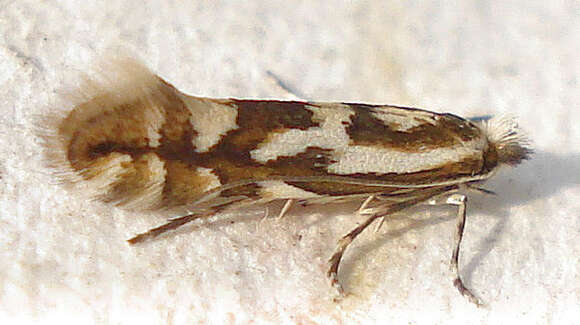 Image of Phyllonorycter blancardella (Fabricius 1781)