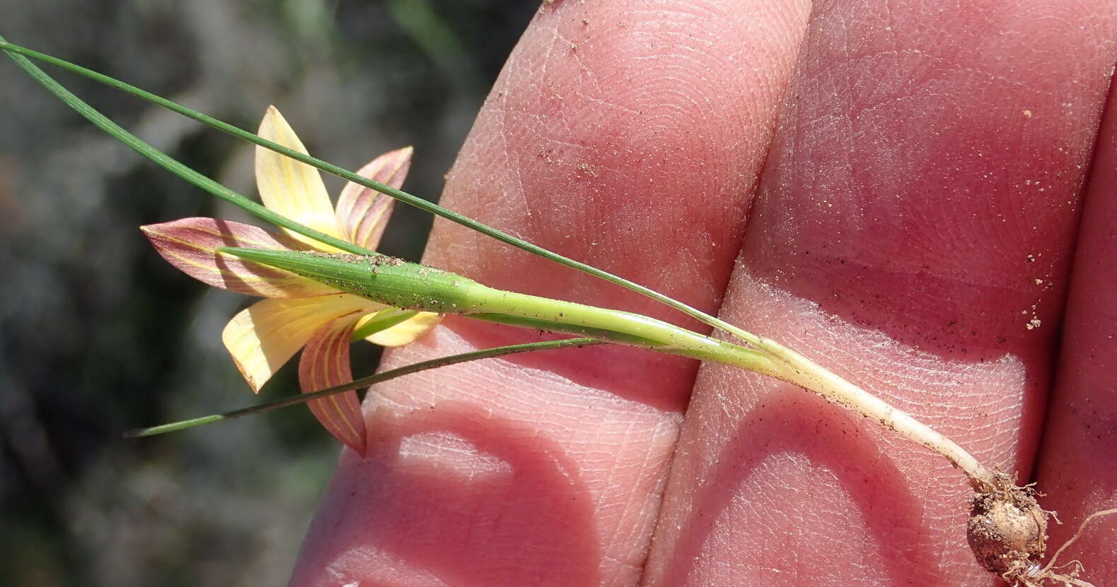 Image of Romulea setifolia var. setifolia