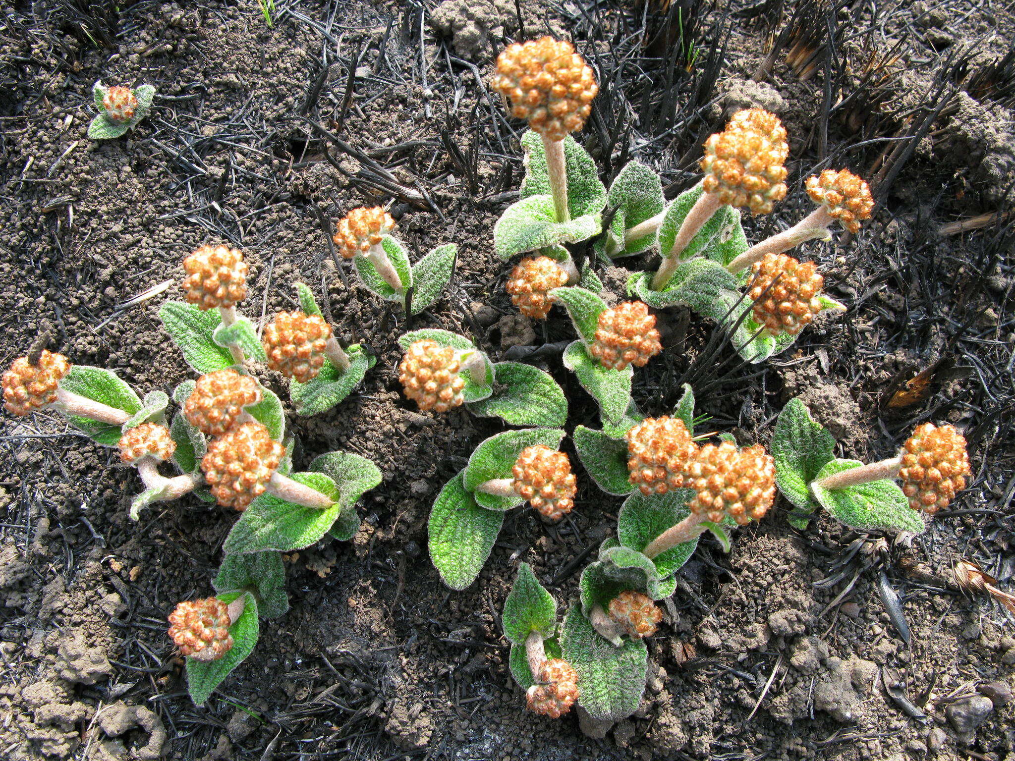 Image of Helichrysum nudifolium var. pilosellum (L. fil.) H. Beentje