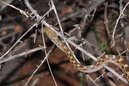 Sivun Madagascarophis ocellatus Domergue 1987 kuva