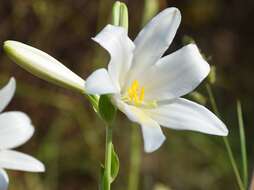 Image of Madonna lily