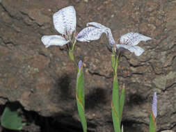 Image of Moraea vigilans Goldblatt & J. C. Manning