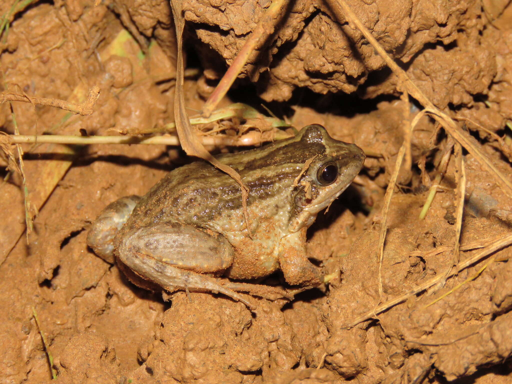 Image of Leptodactylus podicipinus (Cope 1862)