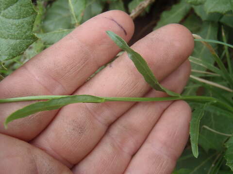 Image of Apache lobelia