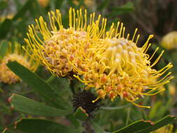 Image of Albertinia pincushion