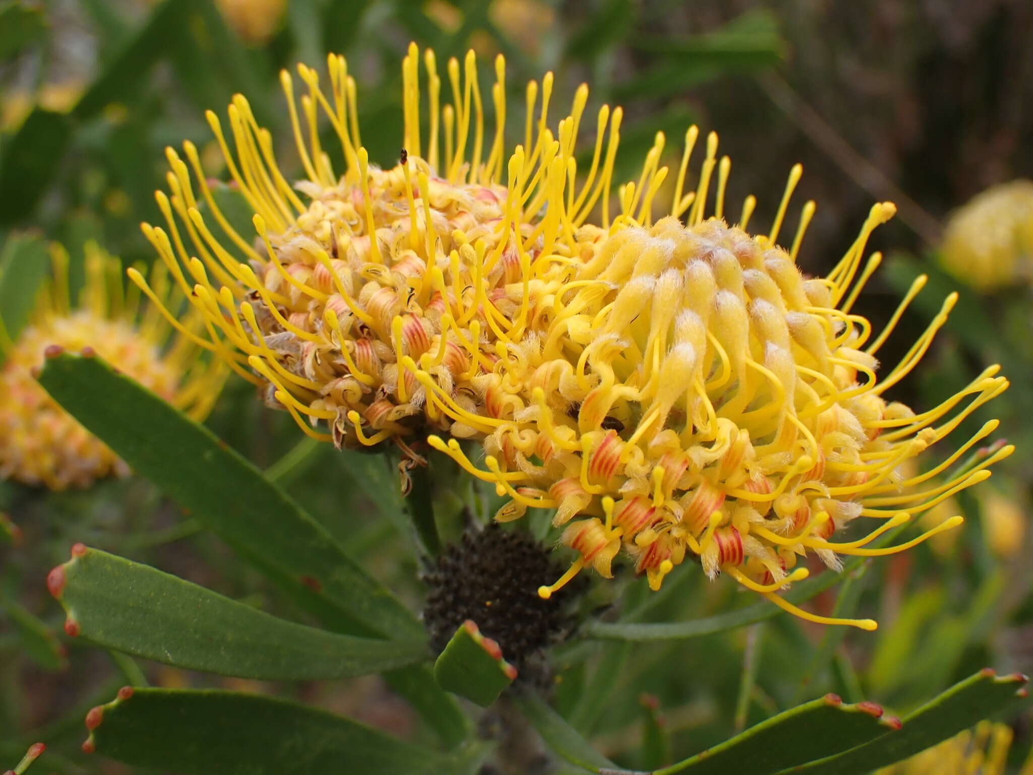 Plancia ëd Leucospermum muirii Phillips