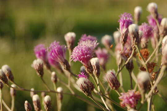 Image of Vernonia incana Less.