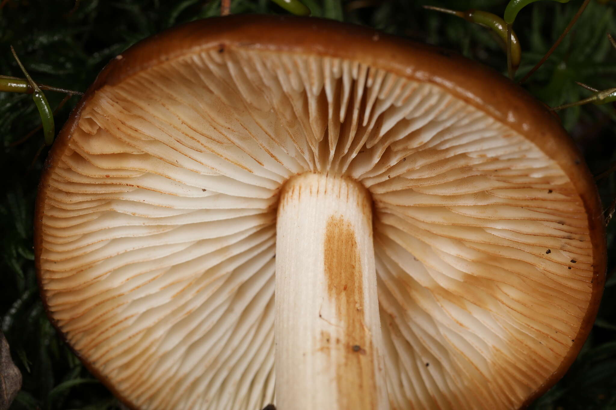 Image of Hymenopellis rubrobrunnescens (Redhead, Ginns & Shoemaker) R. H. Petersen 2010