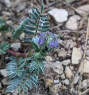 Sivun Astragalus wrightii A. Gray kuva