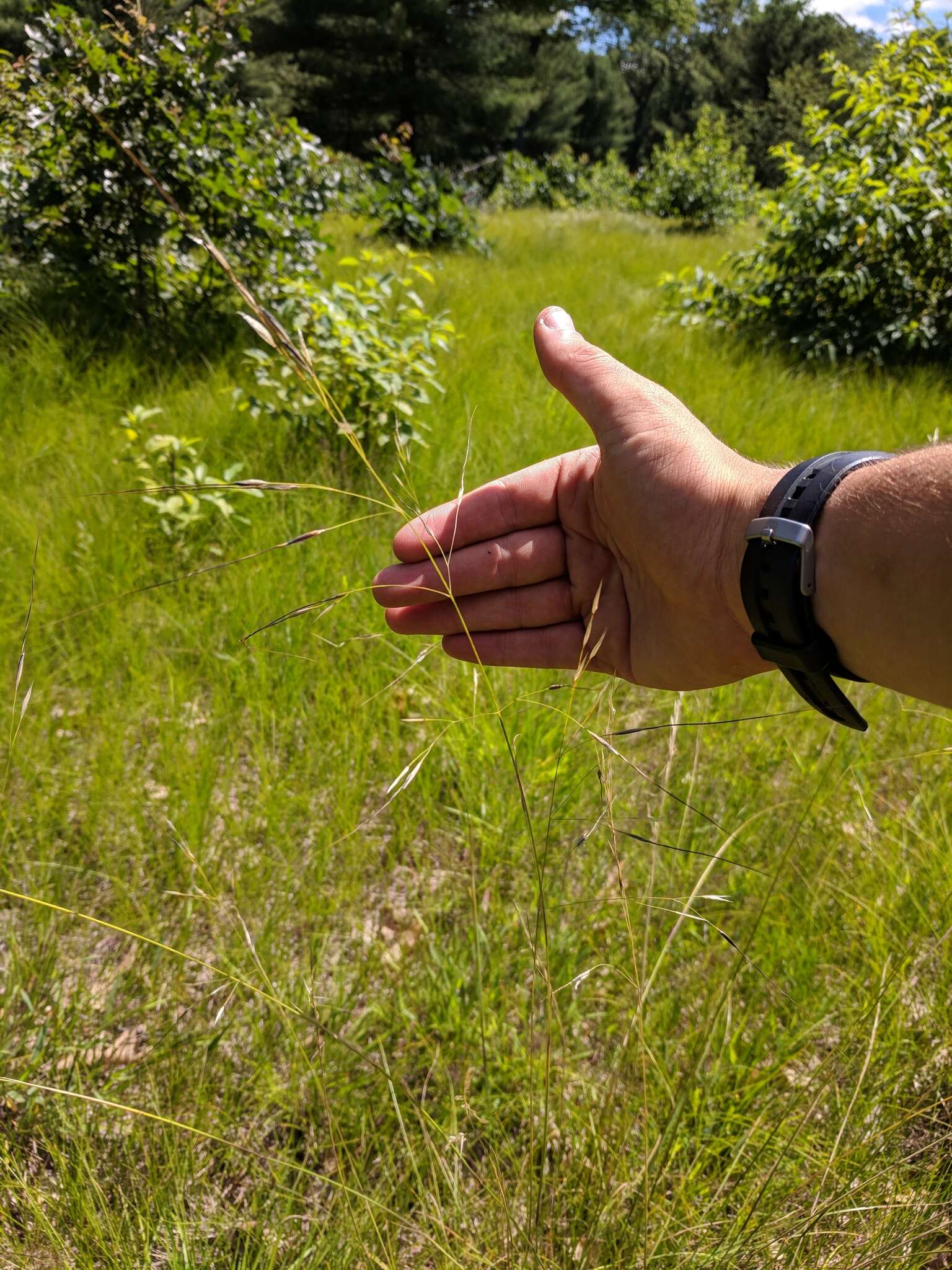 Image of Black-Seed Spear Grass