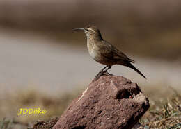 Image of Scale-throated Earthcreeper